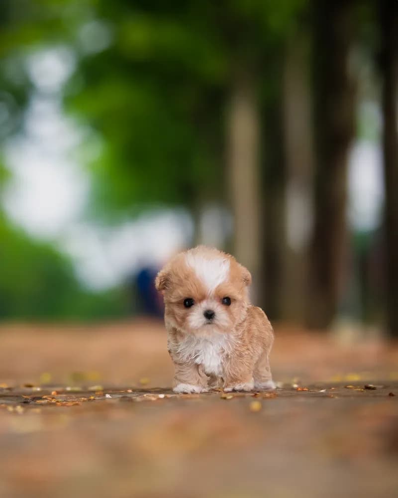 Buddy
