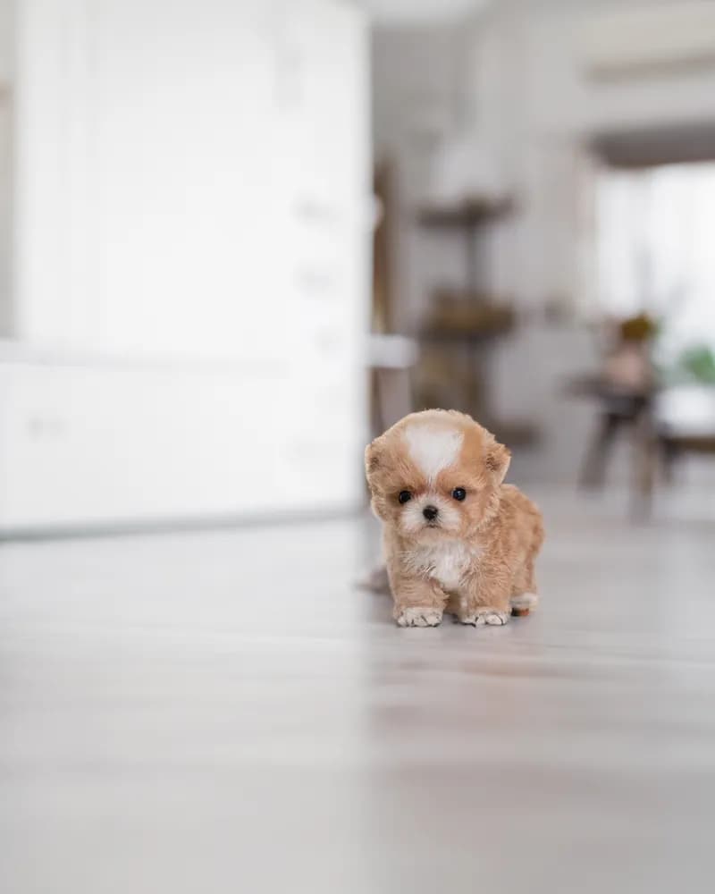 Buddy