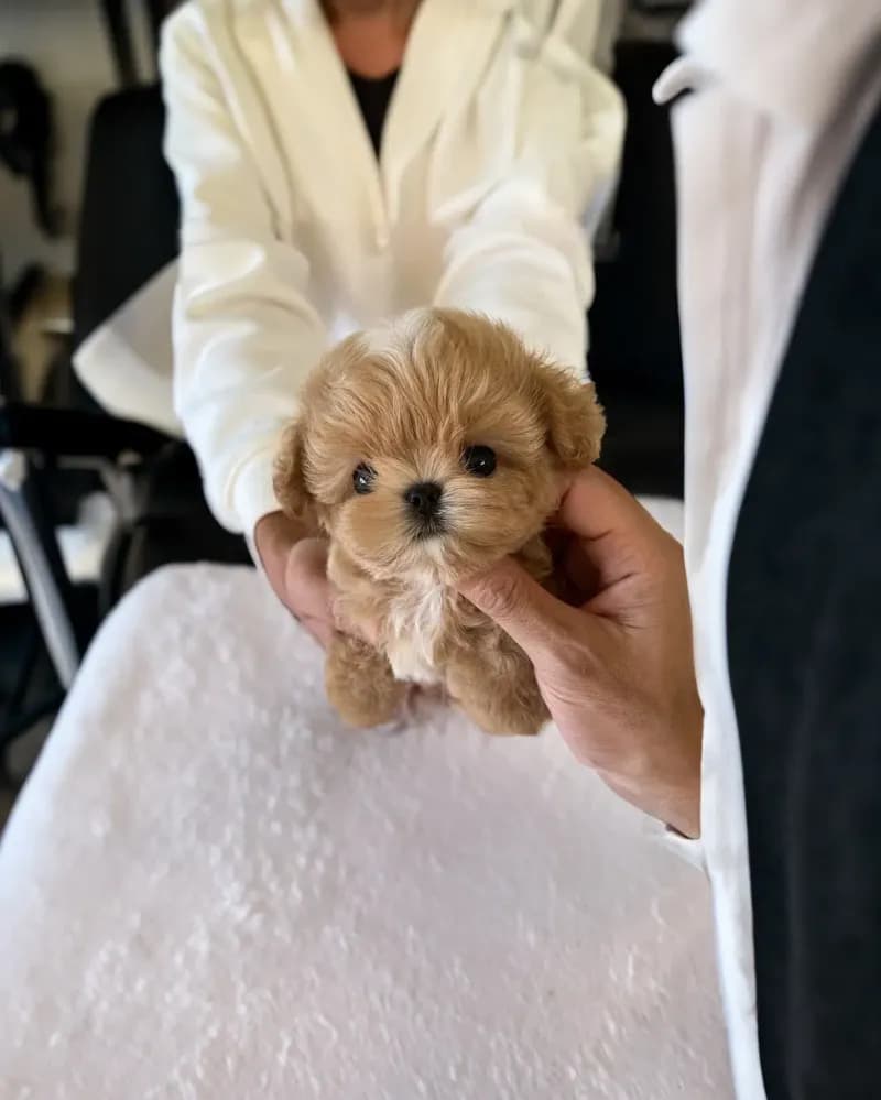 Finn