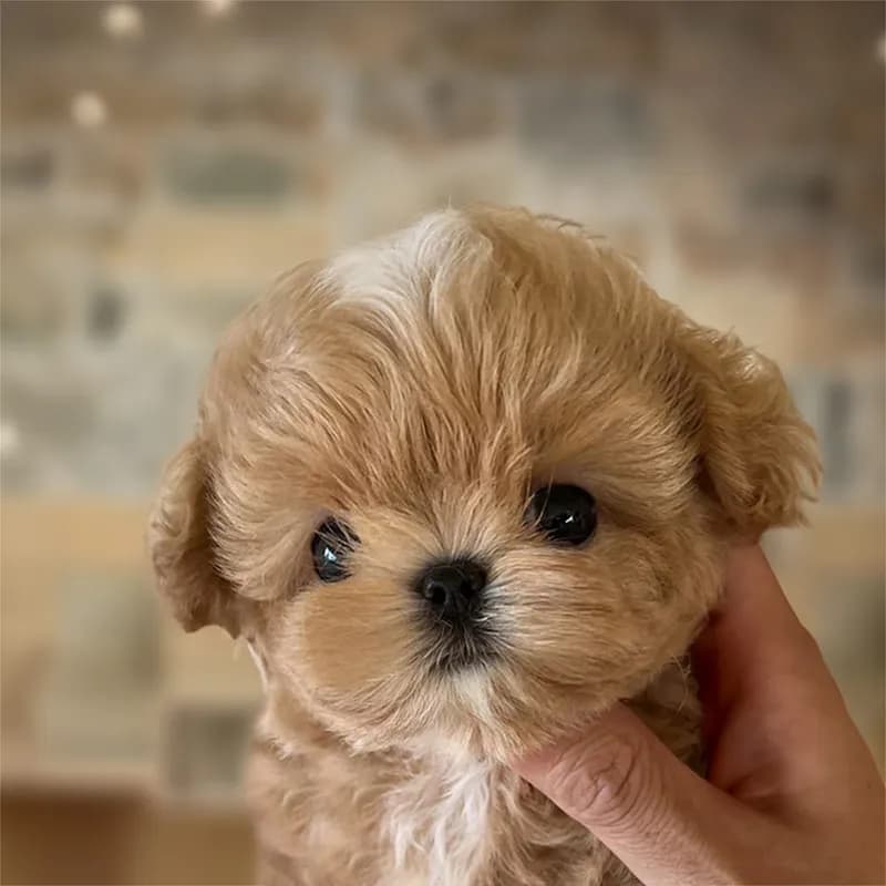 Finn