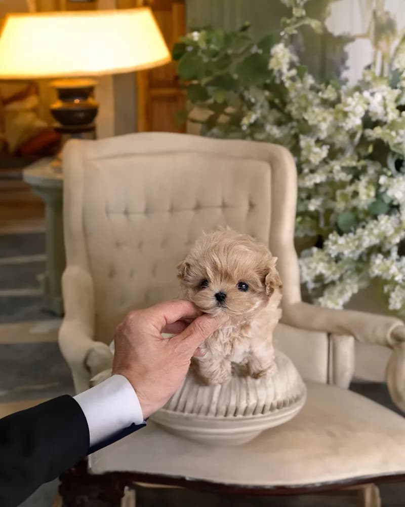 Louie