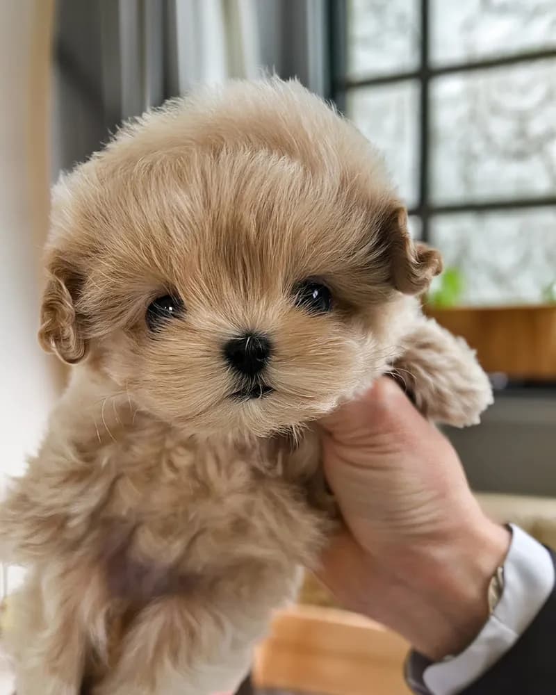 Louie