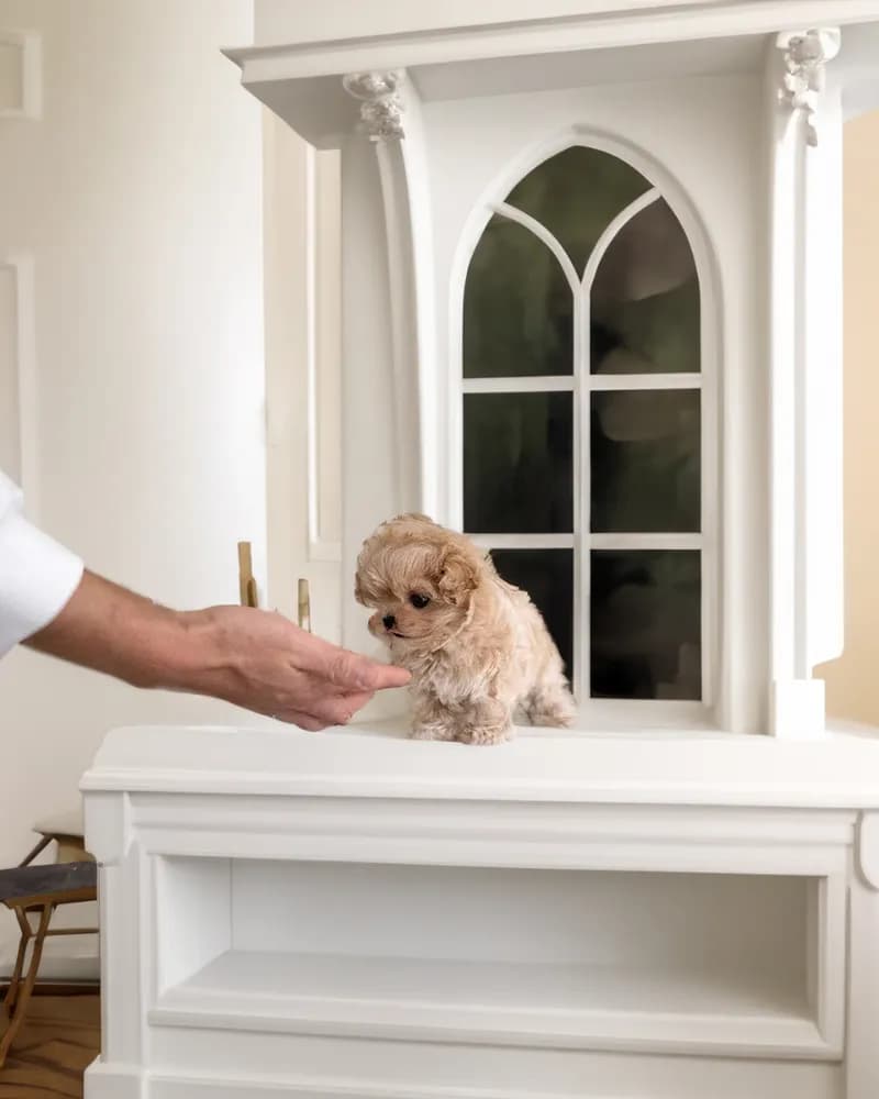 Louie