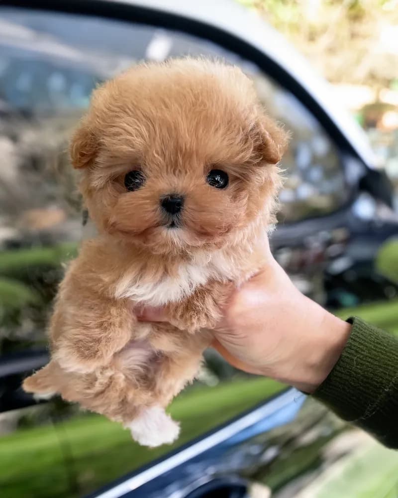 Nala
