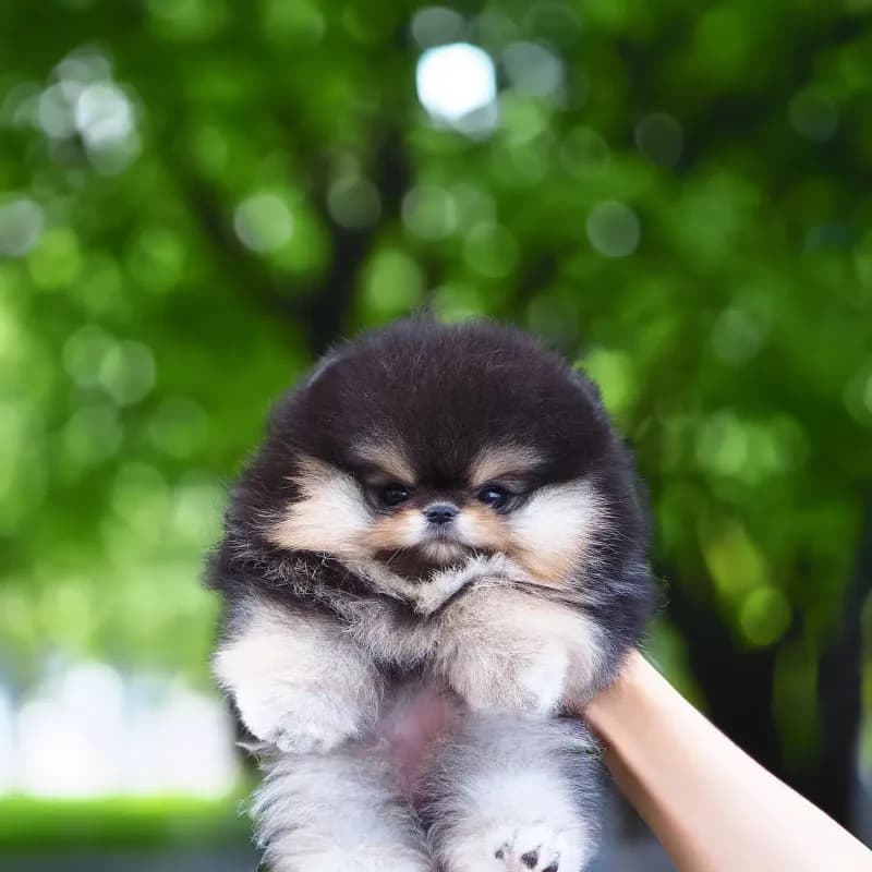 Rufus