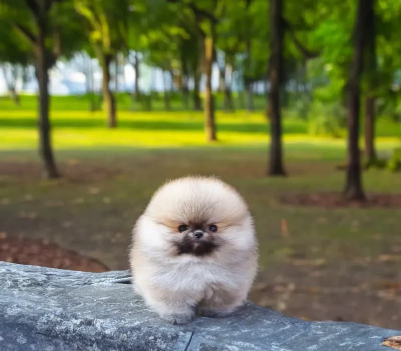 Prince