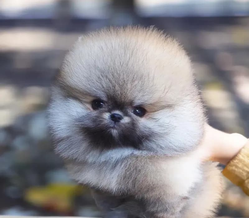 Prince
