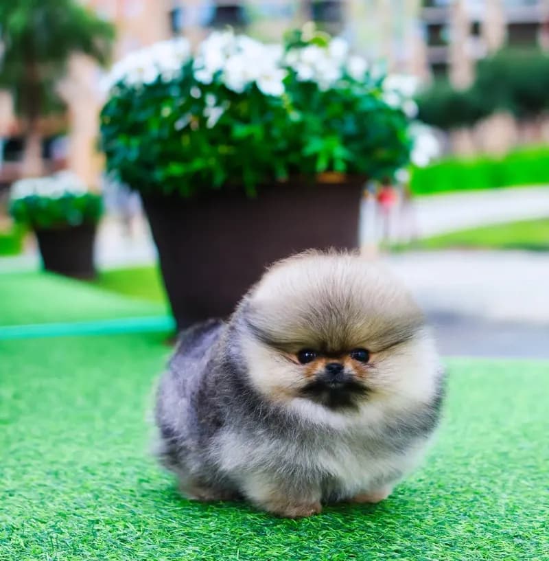 Benny