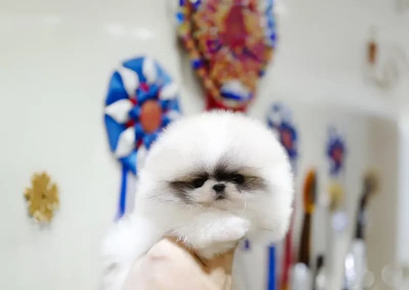 Peanut
