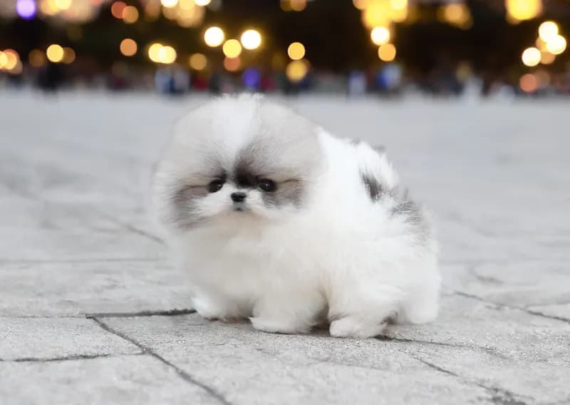 Peanut