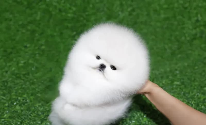 Chico