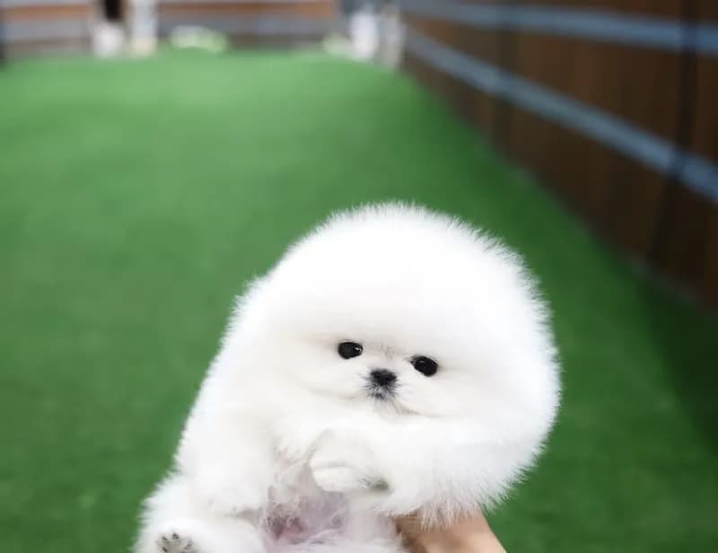 Daisy