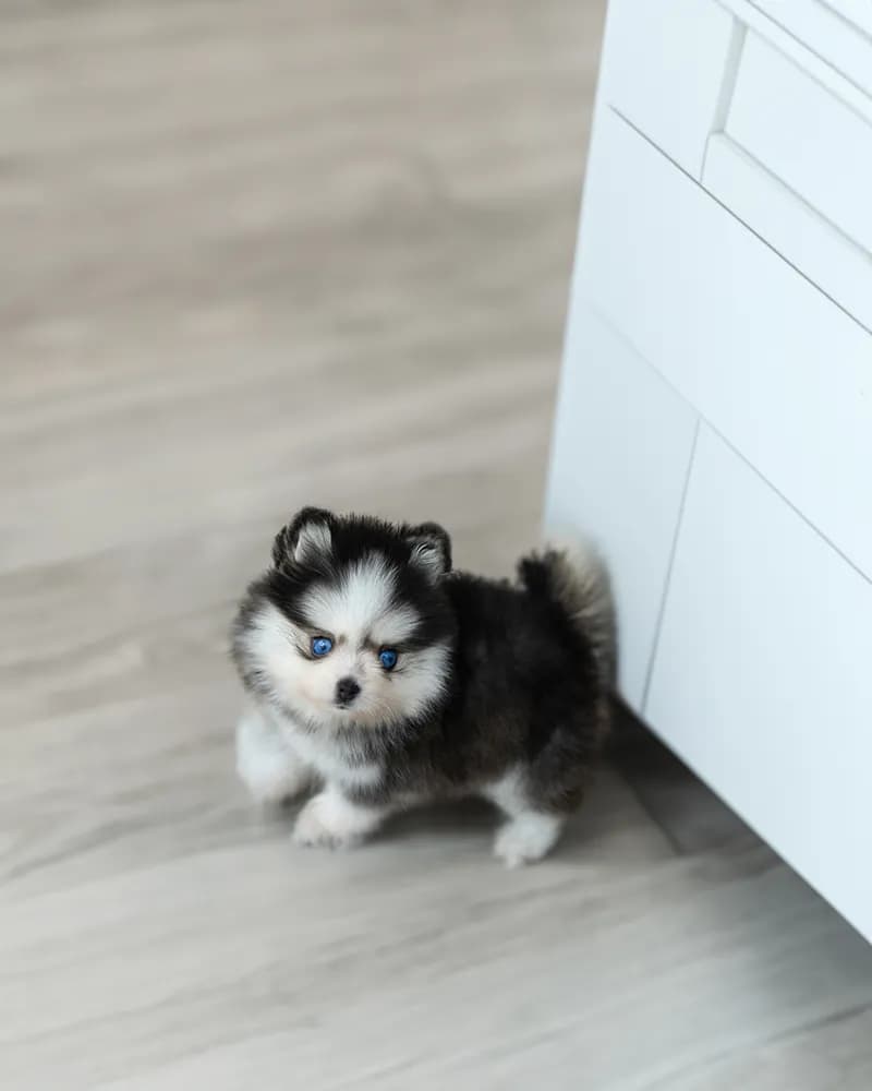 Bailey