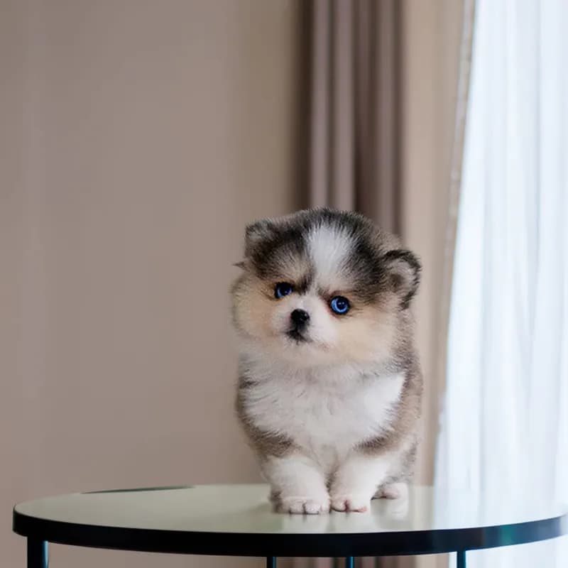 Cody