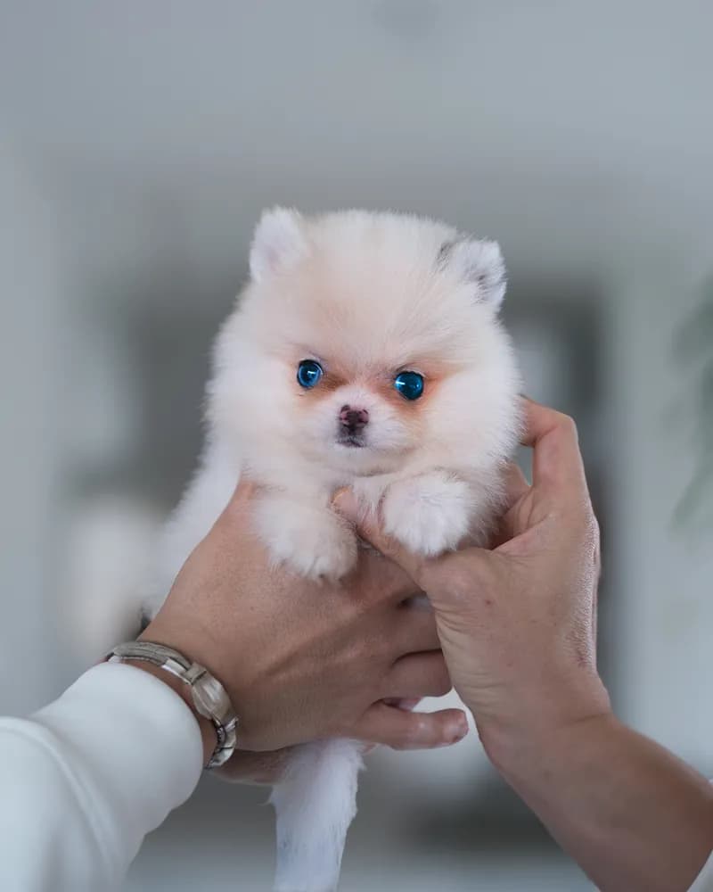 Hazel