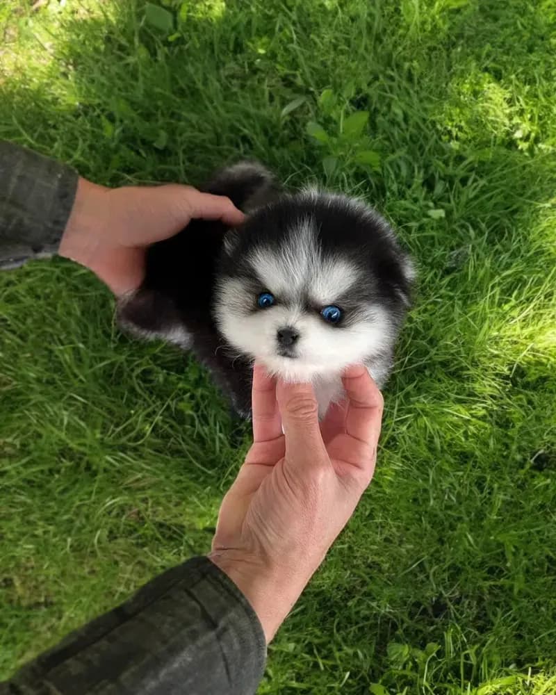 Scout