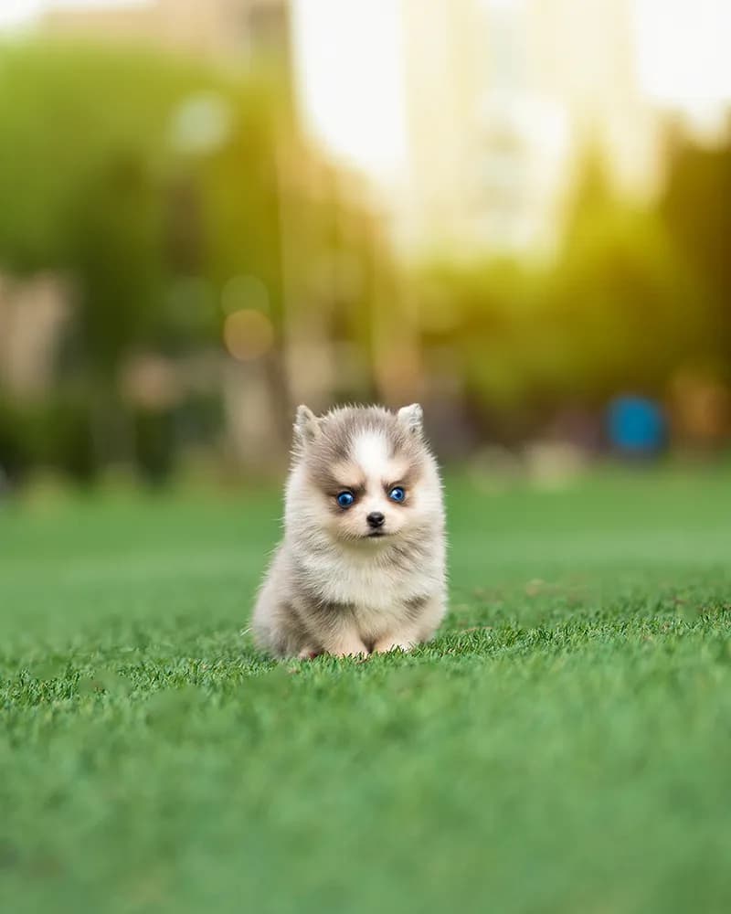 Winston