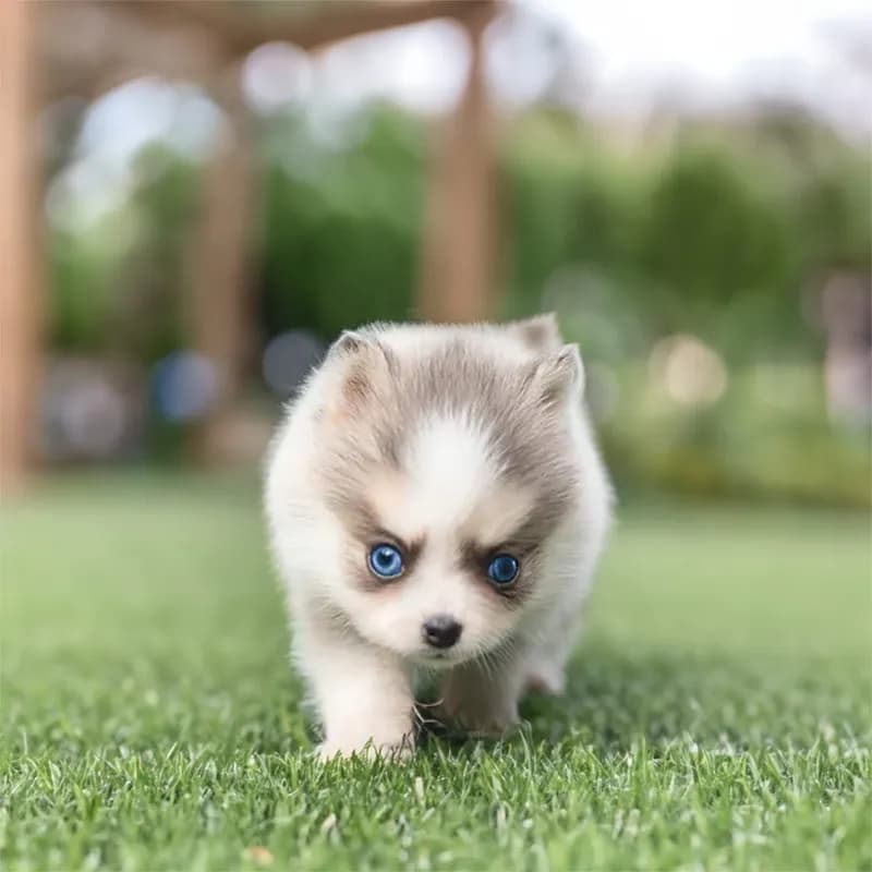 Winston