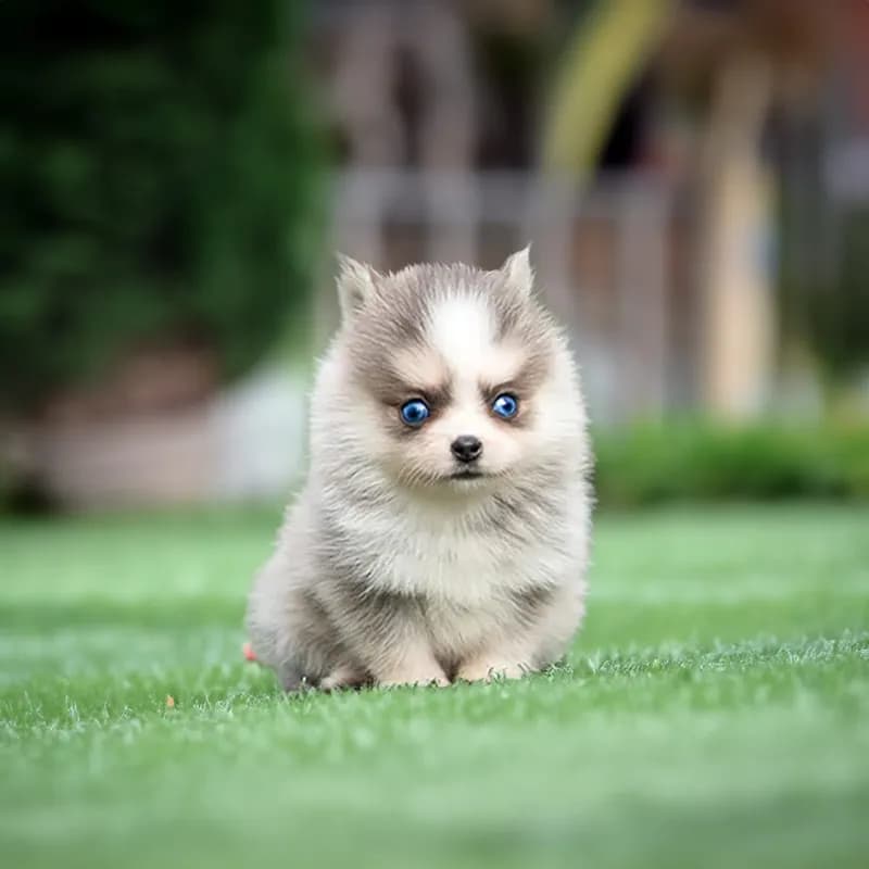 Winston