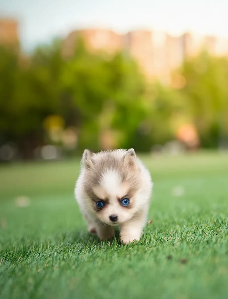 Winston