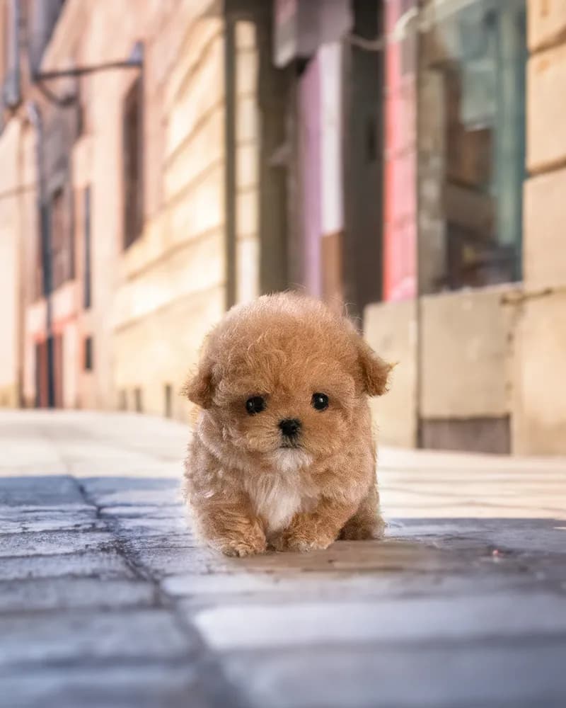 Coco Chanel