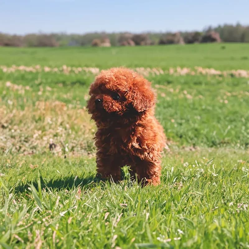 Mia