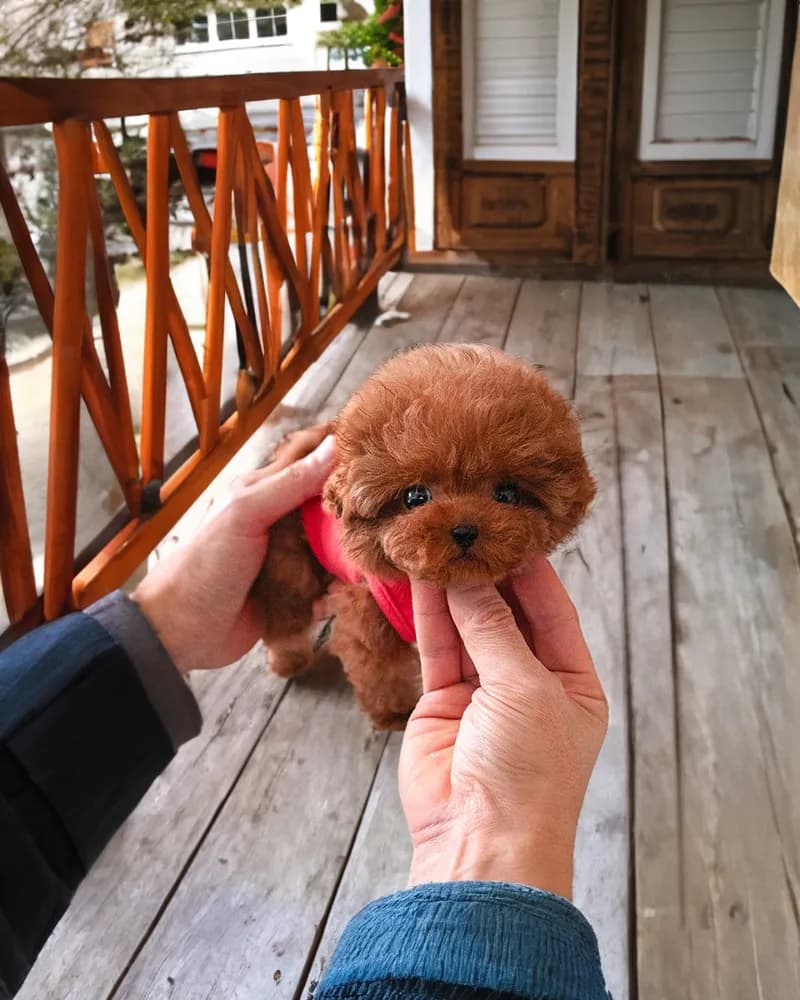 Teddy