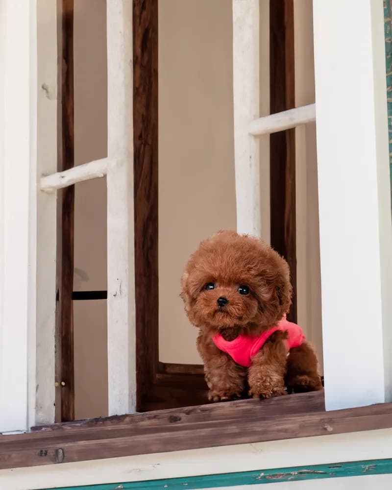 Teddy