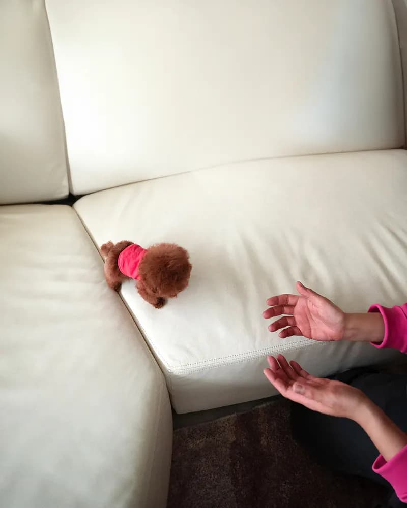 Teddy