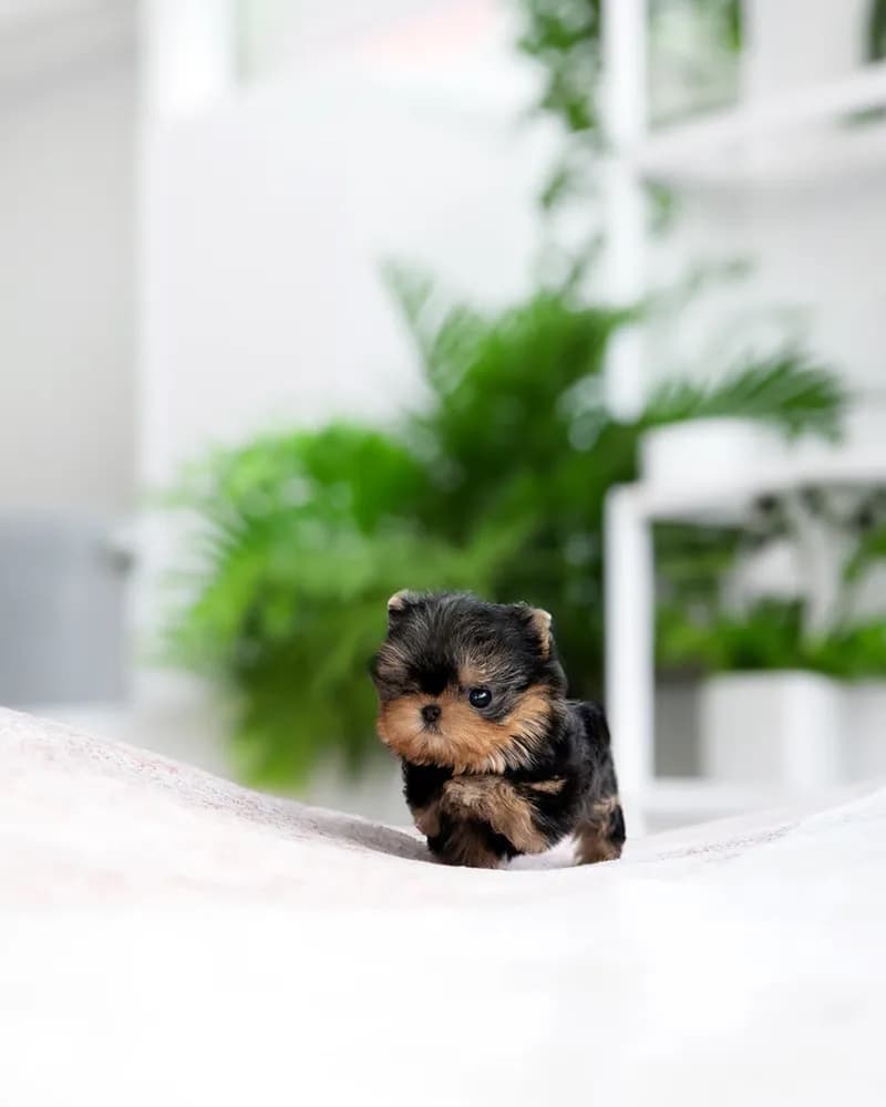 Bruno