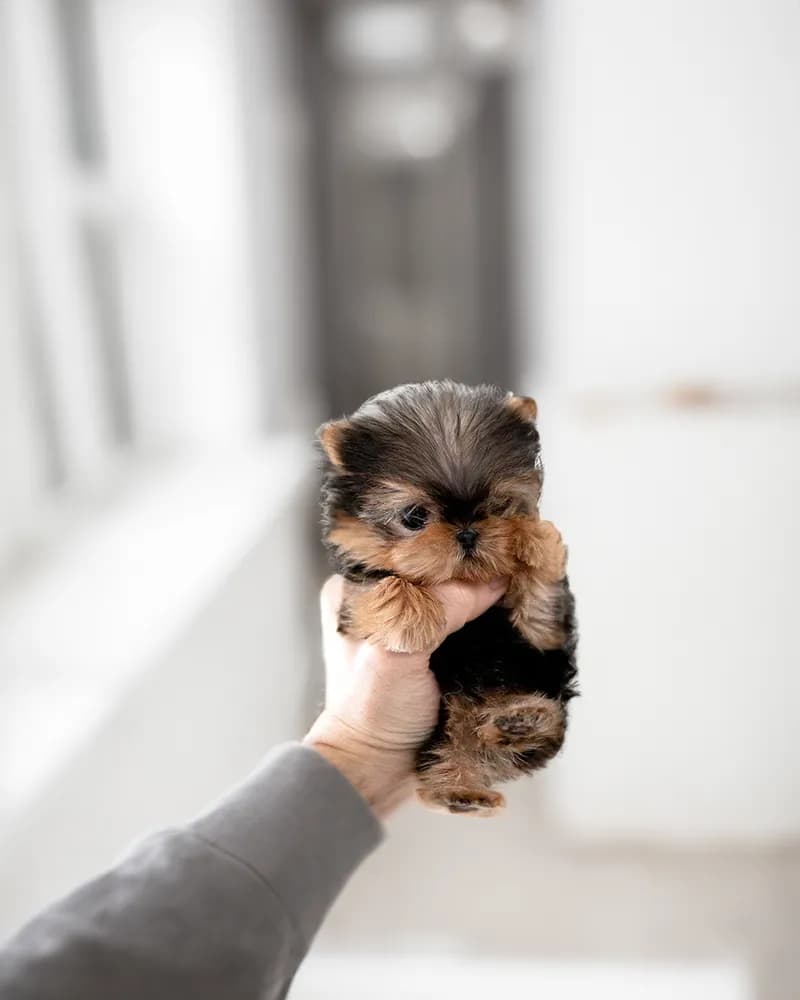 Lola