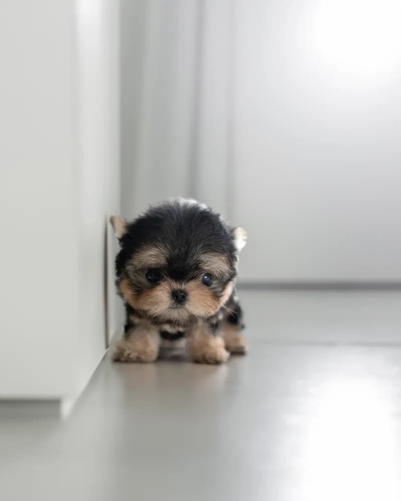 Mia