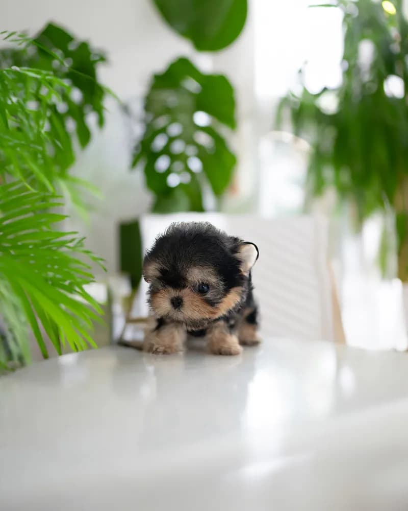 Mia