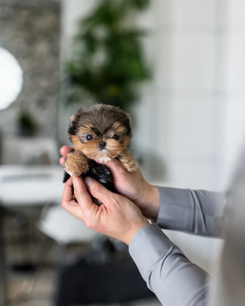 Teddy