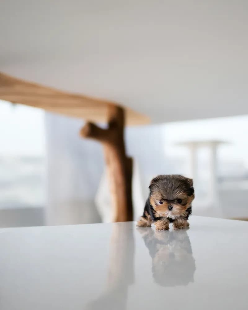 Teddy