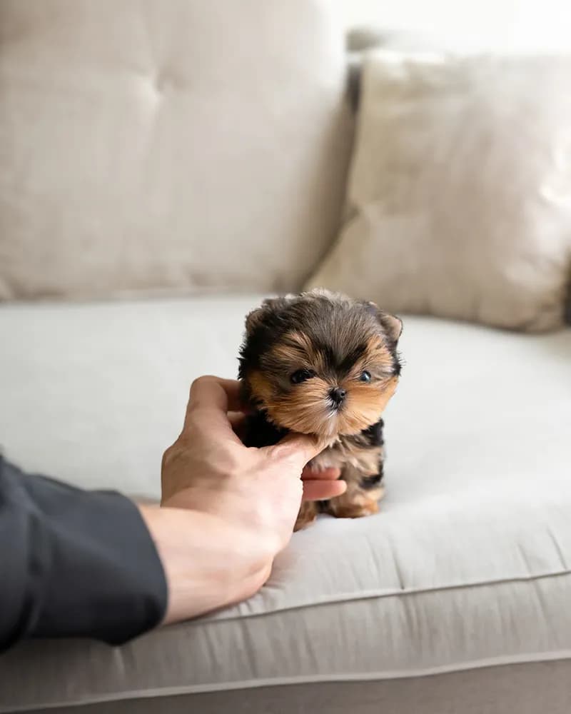 Teddy