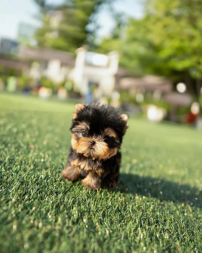 Toby