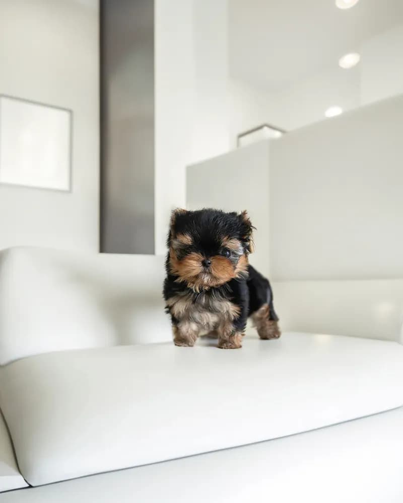 Yorkshire Terrier Toy