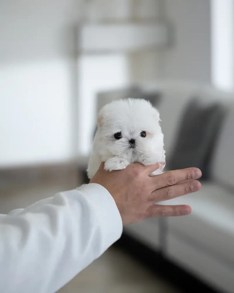 Milo