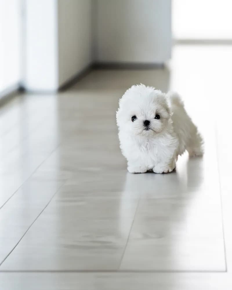 Mimi