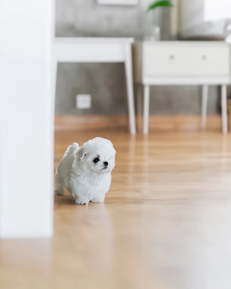 Mimi