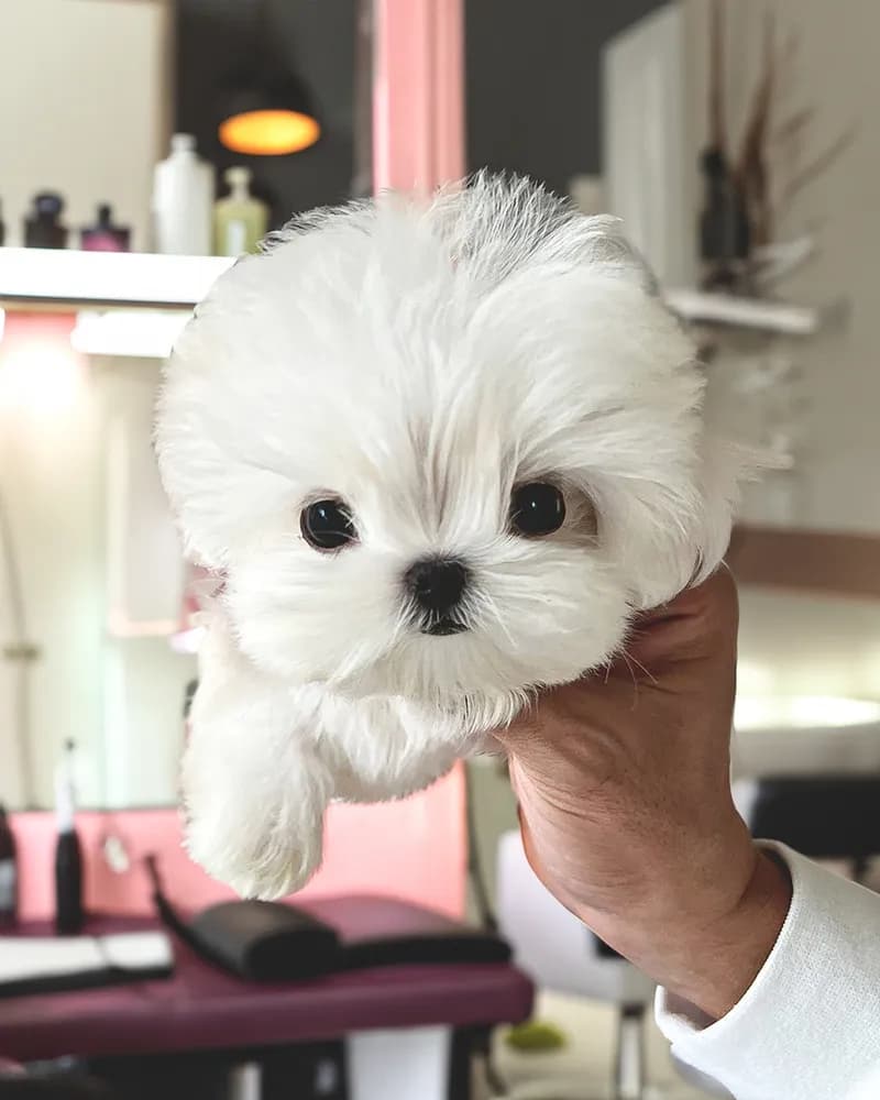 Simba