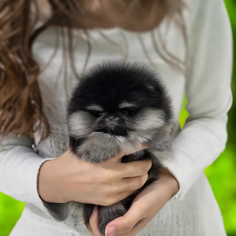Bailey