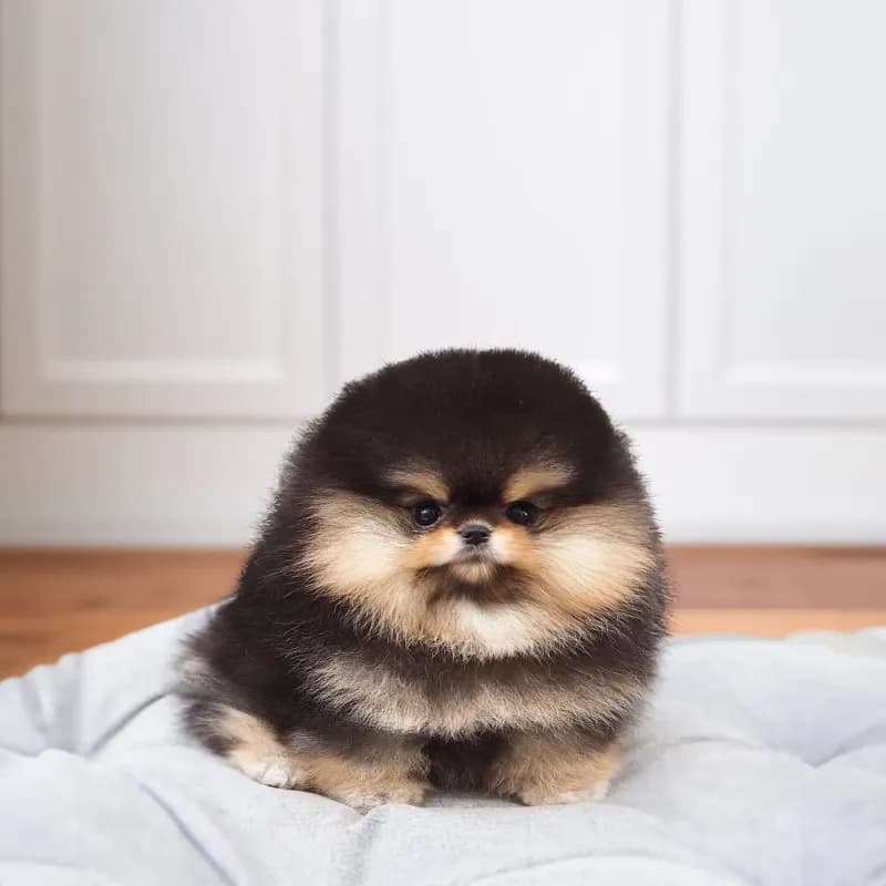 Rufus