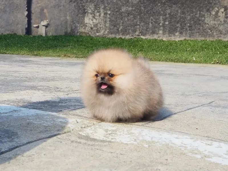 Ziggy