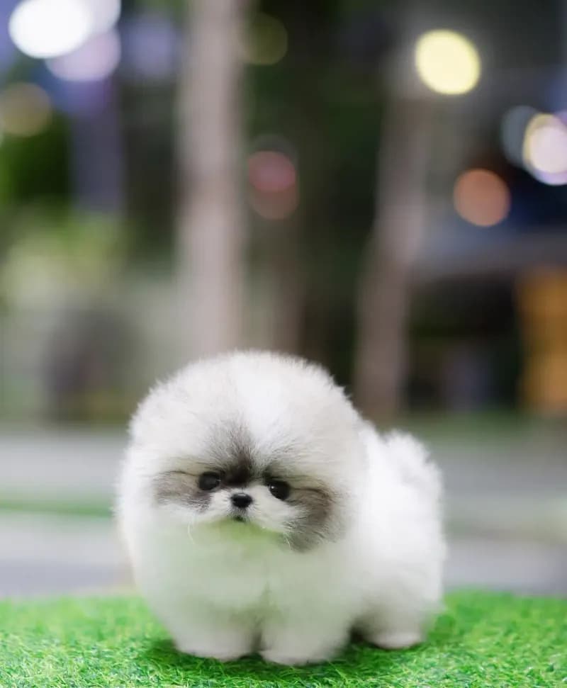 Peanut