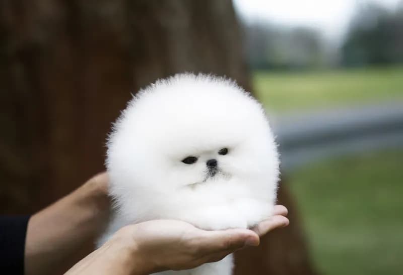 Chico