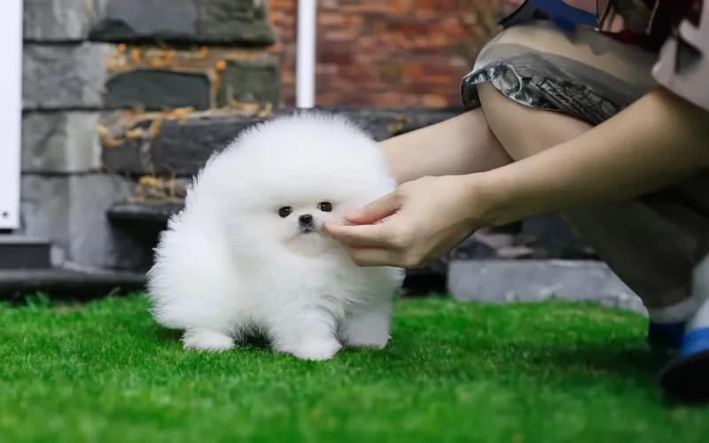 Lulu